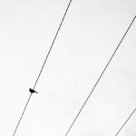 Minimalist photo of a single, straight thread cutting through a complex and messy tangle of other threads, symbolizing a c...